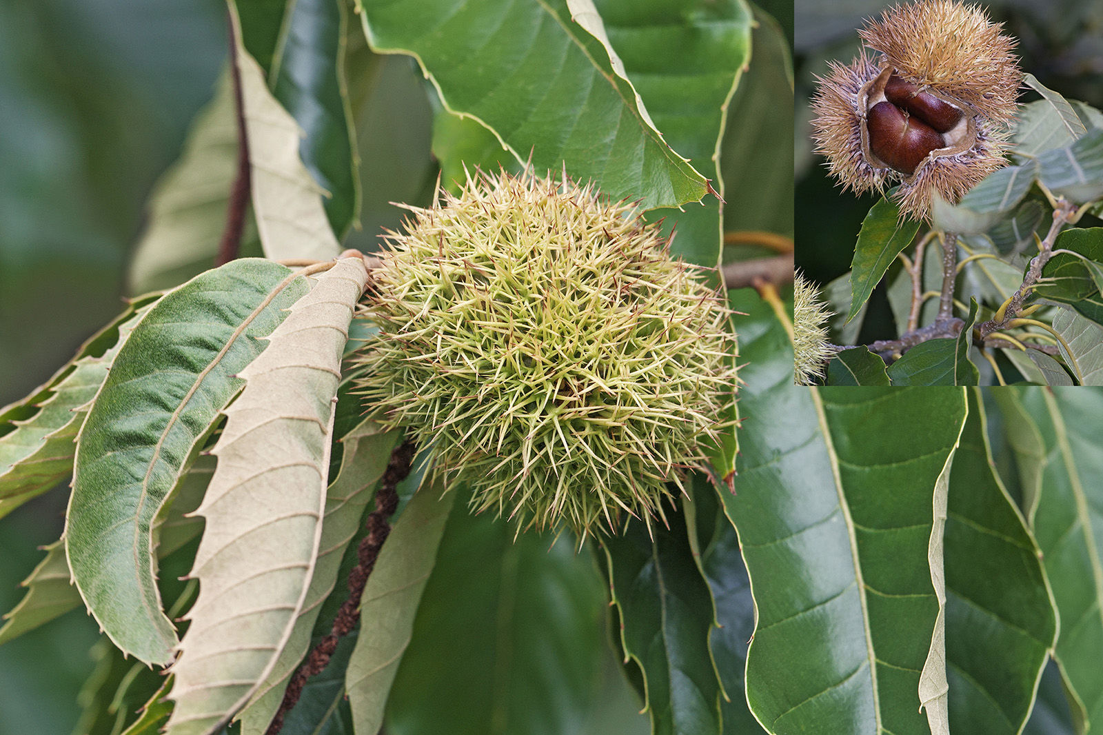 American chestnut fruit